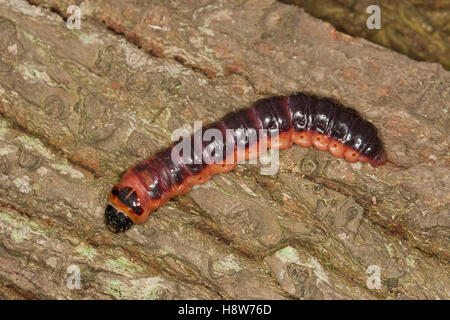 Weidenbohrer holzfressende, Raupe vom Schmetterling, Weiden-Bohrer, Cossus cossus, espèce de chèvre Banque D'Images