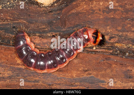 Weidenbohrer holzfressende, Raupe vom Schmetterling, Weiden-Bohrer, Cossus cossus, espèce de chèvre Banque D'Images