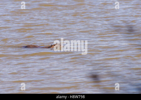 Ragondin, rat musqué,Parc ornithologique du Pont de Gau, Parc Naturel Régional de Camargue Bouches du Rhône, Les Saintes Maries de Banque D'Images