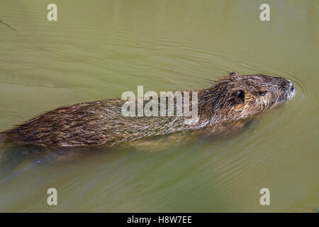 Ragondin, rat musqué,Parc ornithologique du Pont de Gau, Parc Naturel Régional de Camargue Bouches du Rhône, Les Saintes Maries de Banque D'Images