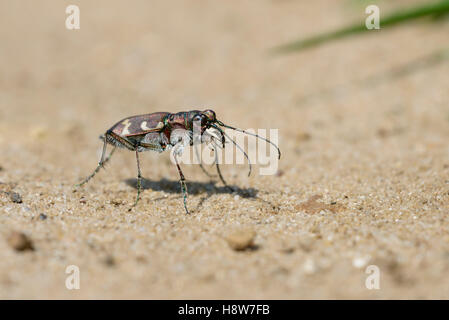 Duenen Sandlaufkaefer, Cicindela hybrida, le nord de l'Dune Tiger Beetle Banque D'Images