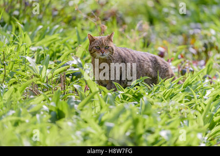 Europaeische Wildkatze ,Felis silvestris, Chat Sauvage Européen Banque D'Images