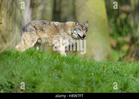 Europaeischer Loup, Canis lupus, le loup gris d'Europe Banque D'Images