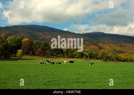 Troupeau de vaches dans les montagnes du Jura avec ciel de montagne et forêt couleur d'automne en arrière-plan. Banque D'Images