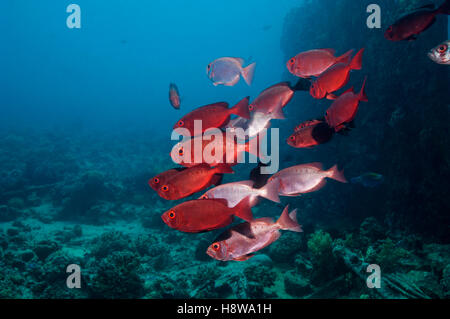 Big-eye ou Goggle-eye (Priacanthus hamrur). L'Egypte, Mer Rouge. Banque D'Images