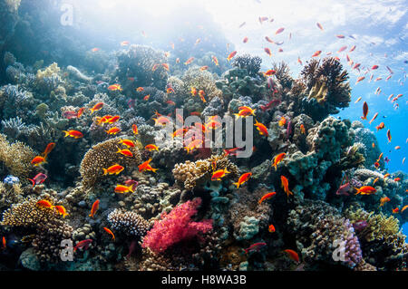 Paysage avec des récifs coralliens Lyretail anthias ou Goldies [Pseudanthias squamipinnis]. L'Egypte, Mer Rouge. Banque D'Images