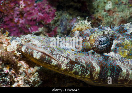 Ou « poissons crocodiles » Flathead [Cymbacephalus beauforti]. La Malaisie. Banque D'Images