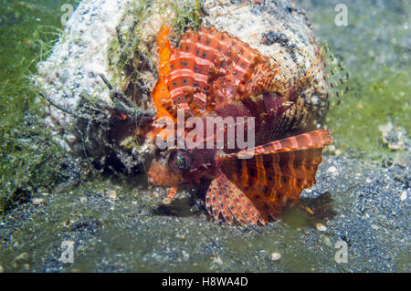 Dendrochirus brachypterus poisson lion [taupes]. , Lembeh Sulawesi, Indonésie. Banque D'Images
