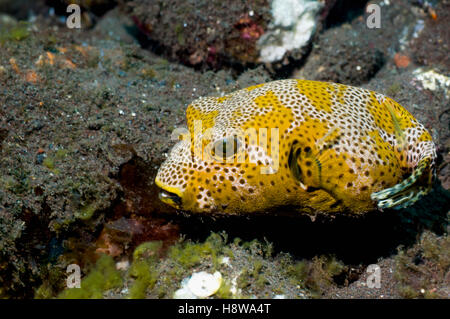 [Arothron stellatus Star puffer] semi adulte. , Lembeh Sulawesi, Indonésie. Banque D'Images