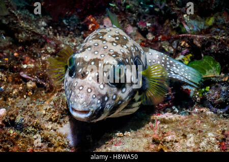 Whitespotted puffer [Arothron hispidus]. , Lembeh Sulawesi, Indonésie. Banque D'Images