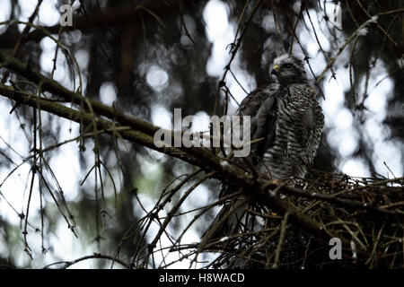 Fauve / Sperber ( Accipiter nisus ), à part entière, jeune homme, assis sur le bord de son nid dans une forêt épaisse et sombre. Banque D'Images