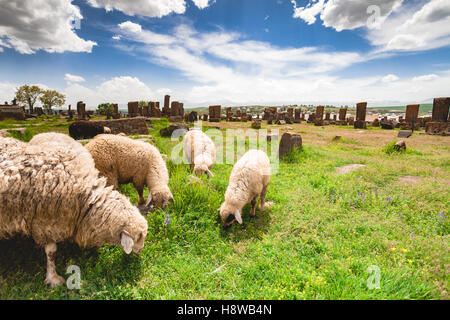 Moutons paissent dans Noratous Banque D'Images