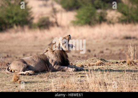 Lion paresseux se dorant dans le soleil du matin sur un éperon de terre à côté du Mankwe dam dans la réserve de chasse Pilanesberg Banque D'Images
