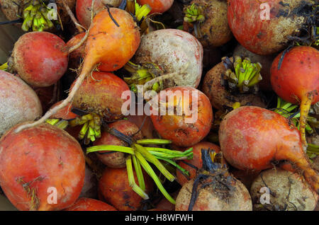 Mélange coloré de farm fresh beets avec tiges vertes Banque D'Images