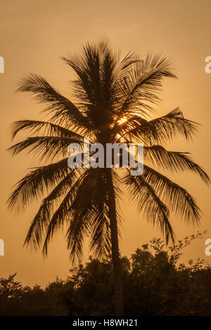 Palm tree silhouetted against a coucher du soleil doré, Inde Banque D'Images