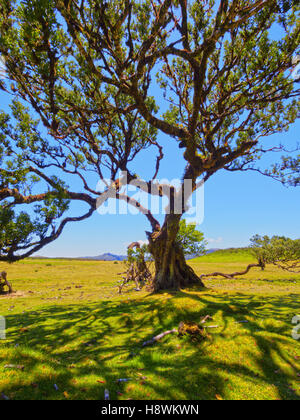 Portugal, Madère, vue du fanal. Banque D'Images