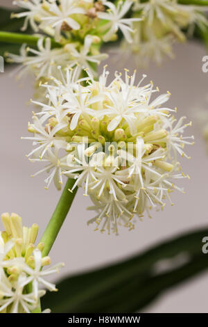 Le Dracaena (Dracaena Fragrans cornstalk fleur) Banque D'Images