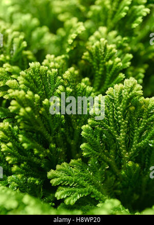 Milieux et de textures : close-up shot of green lichen. Très belle saison, floral ou Noël abstract background Banque D'Images