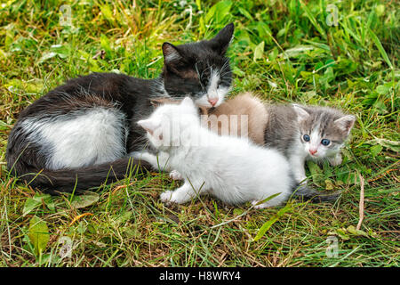 Chat avec trois chatons de marcher sur l'herbe dans le jardin sur journée d'été Banque D'Images