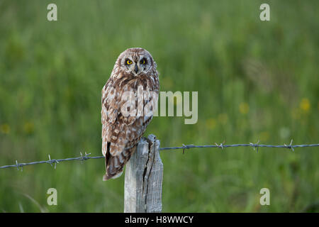 Bref ; hibou des marais Asio flammeus seul sur l'Orkney ; Écosse ; UK Banque D'Images