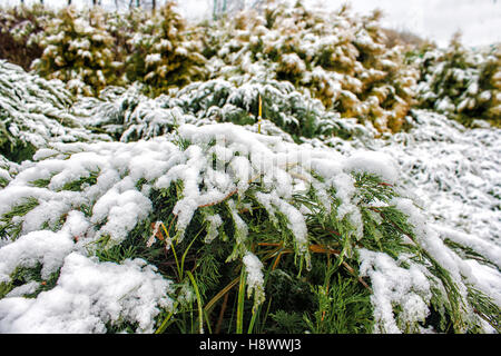 Juniper branches couvertes de neige sur journée d'hiver libre Banque D'Images