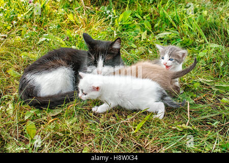 Chat avec trois chatons de marcher sur l'herbe dans le jardin sur journée d'été Banque D'Images