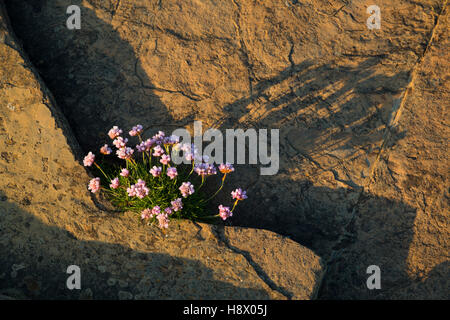 Thrift Armeria maritima ; ; de plus en plus Rock ; UK ; Orcades Banque D'Images