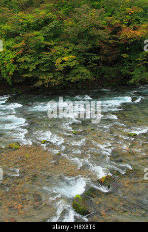 Japon, Nikko, rivière Daiya, forêt, nature, Banque D'Images