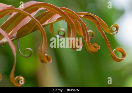 La fronde de fougère déployant Banque D'Images