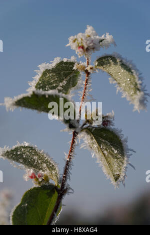 Une plante avec des bourgeons couverts de givre. Banque D'Images