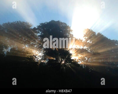 Rayons de soleil venant à travers des arbres au lever du soleil à la Warren Hay-on-Wye Powys Pays de Galles UK Banque D'Images