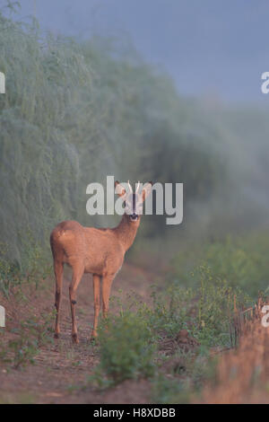 Cerf rodé ( Capreolus capreolus ), jeune butin avec des bois pointus, debout au bord d'un champ d'asperges, regardant en arrière, faune, Europe. Banque D'Images