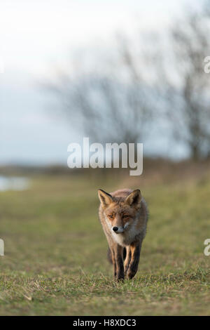 Red Fox (Vulpes vulpes) est plus proche, la marche à travers les prairies ouvertes, frontal tourné, rencontre typique, de la faune, de l'Europe. Banque D'Images