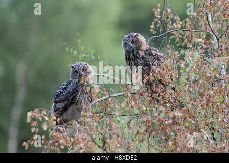 Grand hiboux / Europaeische Uhus ( Bubo bubo ) perché ensemble en haut d'un bouleau, regardant attentivement vers le bas, de la faune, de l'Europe. Banque D'Images