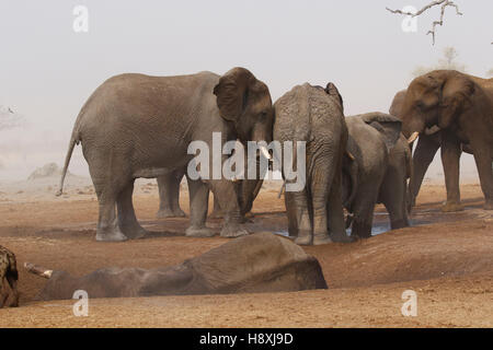 Octobre 2016 temps désespérés à Savuti Botswana comme la région est dans une période de sécheresse très sèche avec très peu d'eau pour les animaux sauvages Banque D'Images