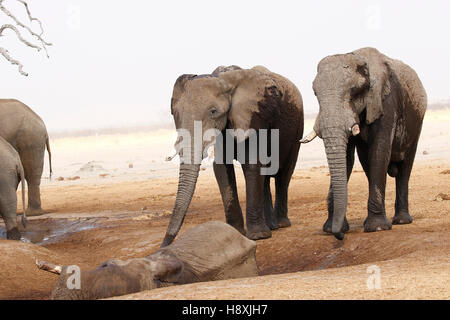 Octobre 2016 temps désespérés à Savuti Botswana comme la région est dans une période de sécheresse très sèche avec très peu d'eau pour les animaux sauvages Banque D'Images