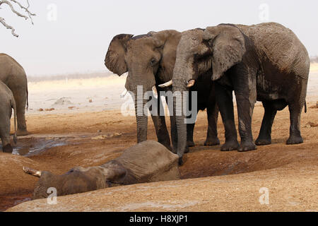 Octobre 2016 temps désespérés à Savuti Botswana comme la région est dans une période de sécheresse très sèche avec très peu d'eau pour les animaux sauvages Banque D'Images