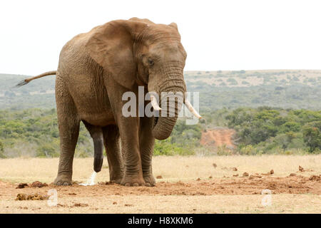Bush Elephant se tenant sur sa tête en bas et la queue en l'air. Banque D'Images