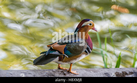 Le beau mâle Canard mandarin (Aix galericulata) sur le tuyau avec son plumage coloré typique avec de l'eau d'arrière-plan flou Banque D'Images