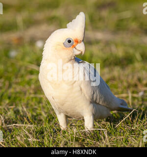 Un peu Corella (Cacatua sanguinea) au lac Monger, Perth, Australie occidentale. Banque D'Images