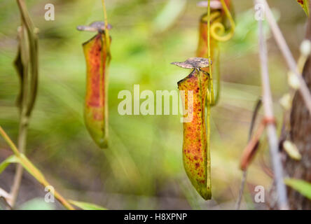 Sarracénie carnivores. Nepenthes albomarginata dans la forêt tropicale à Parc national de Bako. Sarawak. Bornéo. La Malaisie Banque D'Images