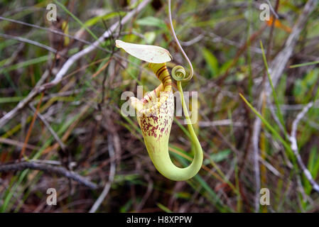 Sarracénie carnivores. Nepenthes albomarginata dans la forêt tropicale à Parc national de Bako. Sarawak. Bornéo. La Malaisie Banque D'Images