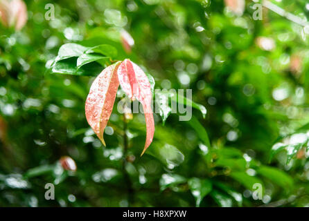 Les feuilles des arbres. Telok paddan kecil dans Parc national de Bako. Sarawak. Bornéo. La Malaisie Banque D'Images