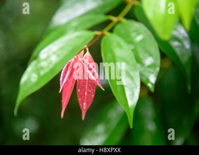 Les feuilles des arbres. Telok paddan kecil dans Parc national de Bako. Sarawak. Bornéo. La Malaisie Banque D'Images