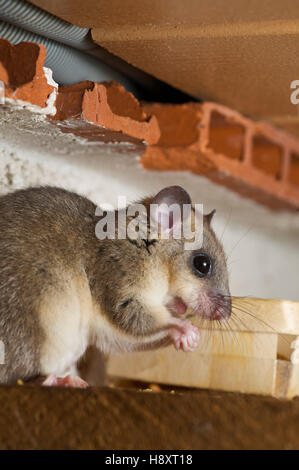 Matières grasses comestibles ou dormeuse (Myoxus glis) dans une maison Banque D'Images