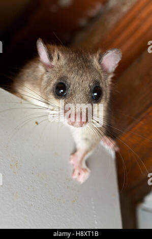 Matières grasses comestibles ou dormeuse (Myoxus glis) dans une maison Banque D'Images