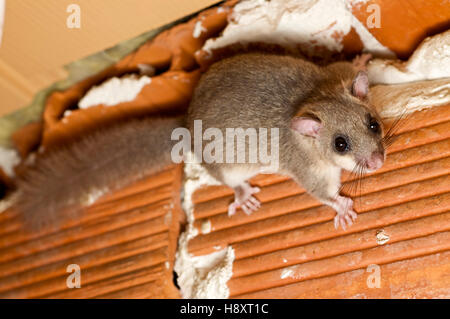 Matières grasses comestibles ou dormeuse (Myoxus glis) dans une maison Banque D'Images