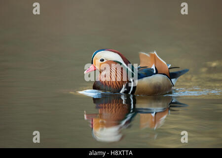 Canard mandarin ( Aix galericulata ), drake coloré en robe d'élevage, la natation, se rapproche, reflétant sur l'eau calme, la faune, l'Europe. Banque D'Images