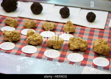 Truffes noires et blanches en vente au cours de la truffe blanche d'Alba en juste, Italie Banque D'Images