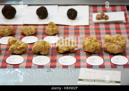 Truffes noires et blanches en vente au cours de la truffe blanche d'Alba en juste, Italie Banque D'Images